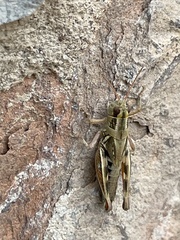Melanoplinae