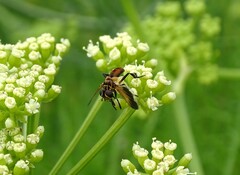 Trichopoda pictipennis