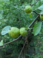 Malus sylvestris