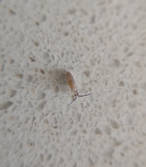Entomobryidae