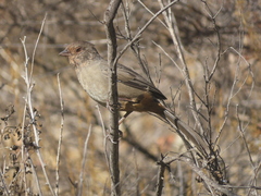 Melozone crissalis