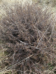 Coprosma cheesemanii