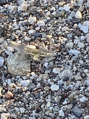 Callisaurus draconoides