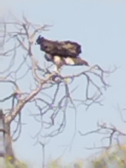 Polemaetus bellicosus