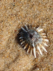 Siphonaria denticulata