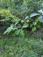 Malus sylvestris