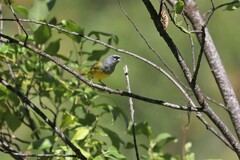 Geothlypis tolmiei