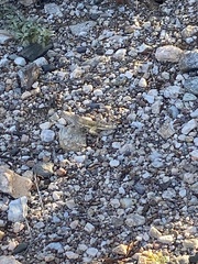 Callisaurus draconoides