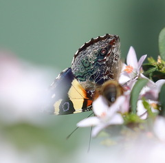 Vanessa itea