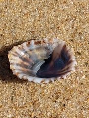 Siphonaria denticulata