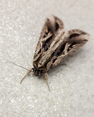 Noctuinae