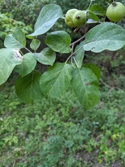 Malus sylvestris