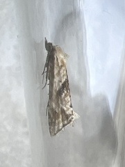Cochylimorpha straminea