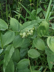 Streptopus amplexifolius