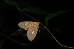 Asota plaginota