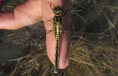 Orthetrum icteromelas
