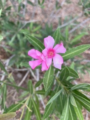 Nerium oleander