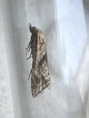 Cochylimorpha straminea