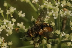 Tachina fera