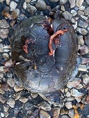 Kinosternon flavescens