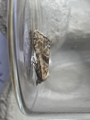 Cochylimorpha straminea