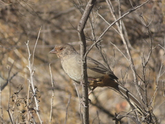 Melozone crissalis