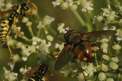 Tachina fera
