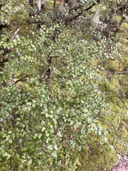 Nothofagus cliffortioides
