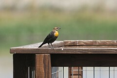 Xanthocephalus xanthocephalus