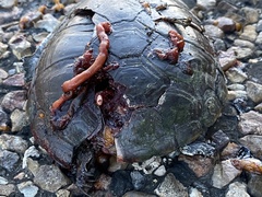 Kinosternon flavescens