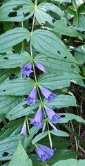 Gentiana asclepiadea