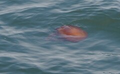 Chrysaora fuscescens