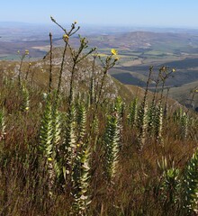 Osteospermum corymbosum
