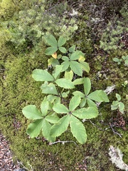 Pseudopanax colensoi