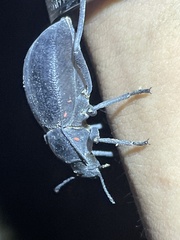 Pimeliinae