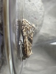 Cochylimorpha straminea