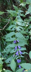 Gentiana asclepiadea