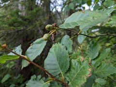 Alnus alnobetula