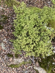 Leptecophylla juniperina