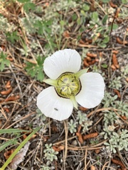 Calochortus gunnisonii