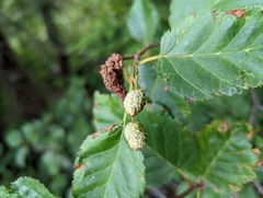 Alnus alnobetula