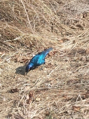 Lamprotornis chalybaeus