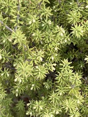 Leptecophylla juniperina