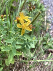Hypericum maculatum obtusiusculum