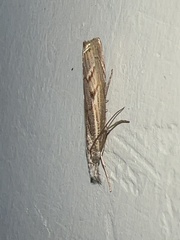 Agriphila geniculea