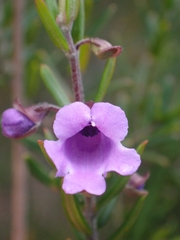 Prostanthera scutellarioides