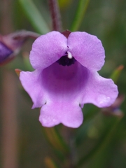 Prostanthera scutellarioides