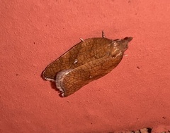 Acleris rhombana