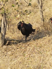Bucorvus leadbeateri
