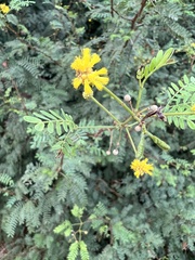 Vachellia karroo